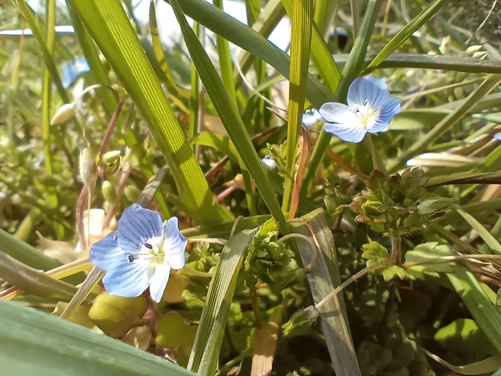 Libero 5G Ⅲ（リベロ5G3）で新たに搭載されたマクロカメラで撮影できるクオリティをユーザーに伝えるためのレビュー写真