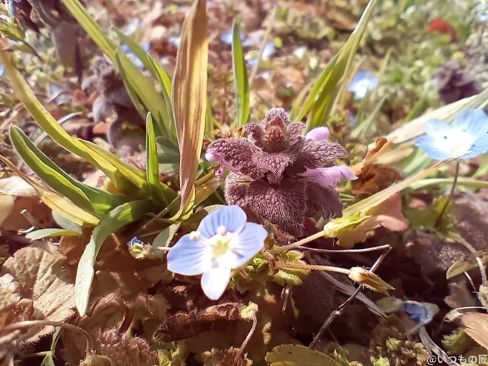 Libero 5G Ⅲ マクロカメラでの近接撮影