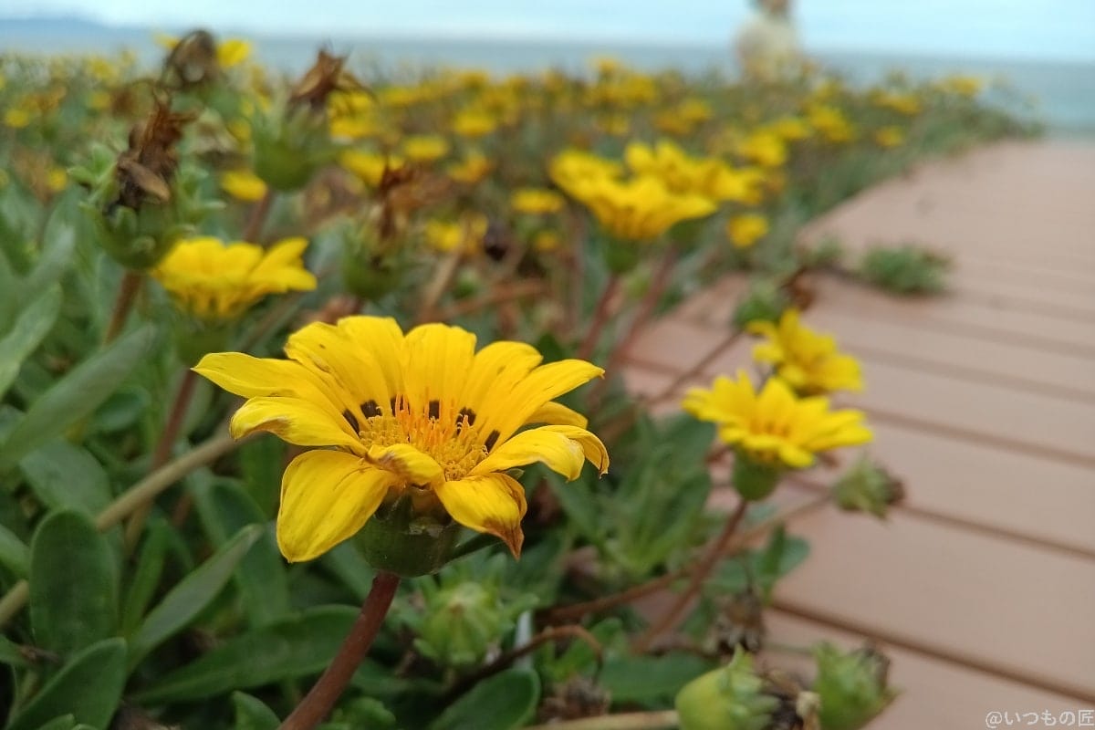 android-one-s10-photo-wide-angle-flower | スマホを検証してみた 屋外での花のアップ写真(Android One S10の広角レンズ)