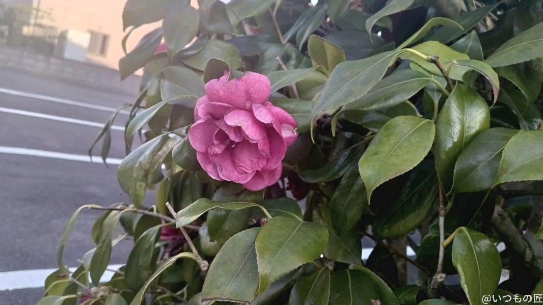 かんたんスマホ３で撮影した花の写真