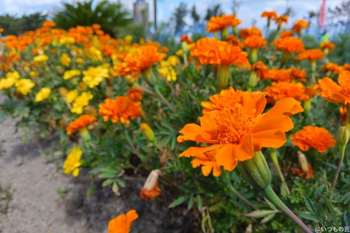 aquos-wish3-photo-flower | スマホを検証してみた AQUOS wish3で撮影した花のアップの写真