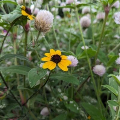 Google Pixel 7a マクロ作例3