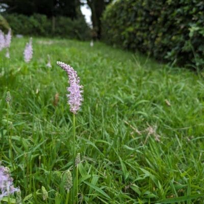 Google Pixel 7a マクロ作例5