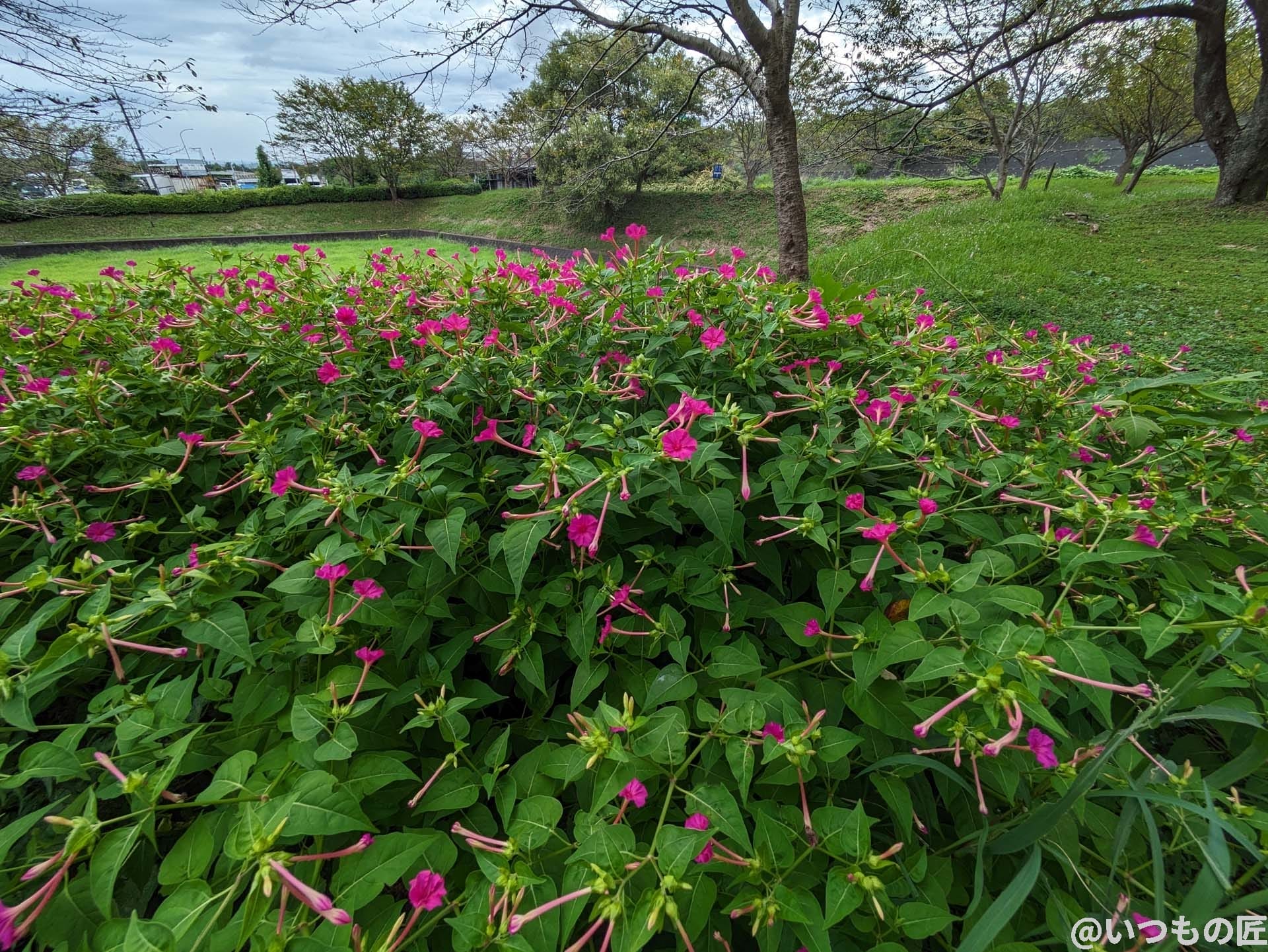 超広角カメラ（光学ズーム0.5倍）