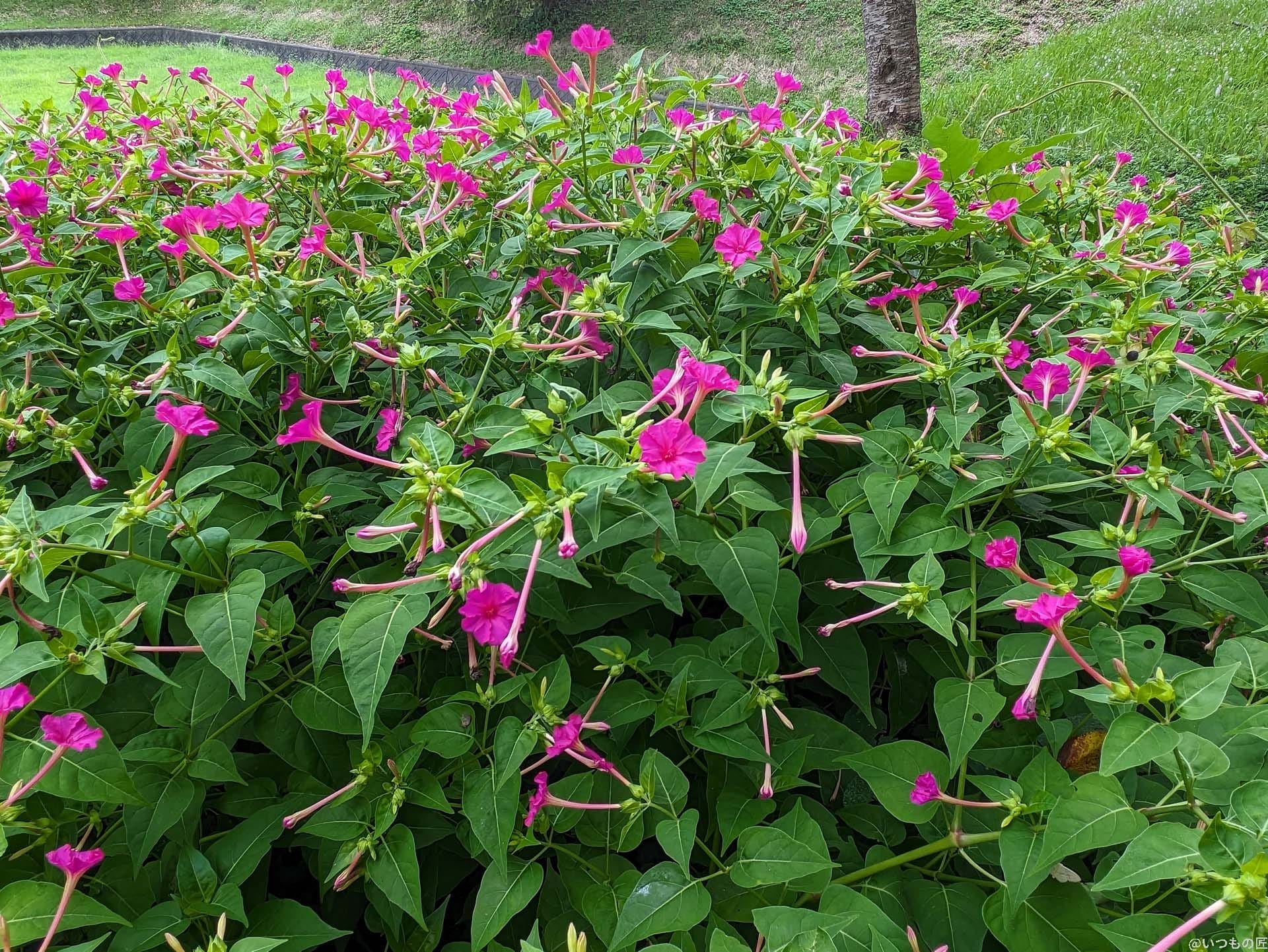 広角カメラ（光学ズーム1倍）