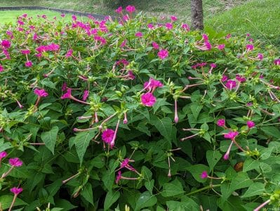 google-pixel-7a-photo-zoom-10-1 | スマホを検証してみた 広角カメラ(光学ズーム1倍)