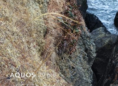 aquos r9 proで撮影した風景写真 | スマホを検証してみた AQUOS R9 pro カメラ AQUOS R9 proで撮影した風景写真