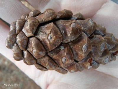 aquos r9 pro でマクロ撮影した写真 | スマホを検証してみた AQUOS R9 pro カメラ AQUOS R9 pro でマクロ撮影した写真