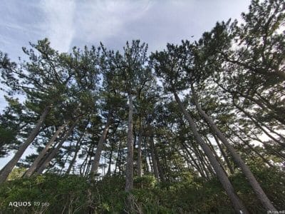 aquos r9 proで撮影した風景写真 | スマホを検証してみた AQUOS R9 pro カメラ AQUOS R9 proで撮影した風景写真