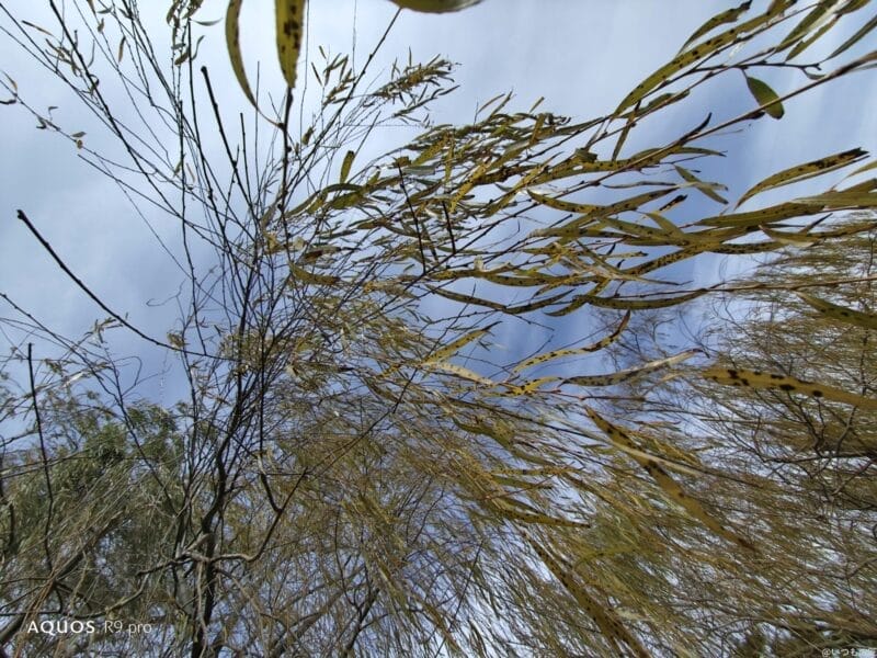 AQUOS R9 pro カメラ
AQUOS R9 proで撮影した風景写真