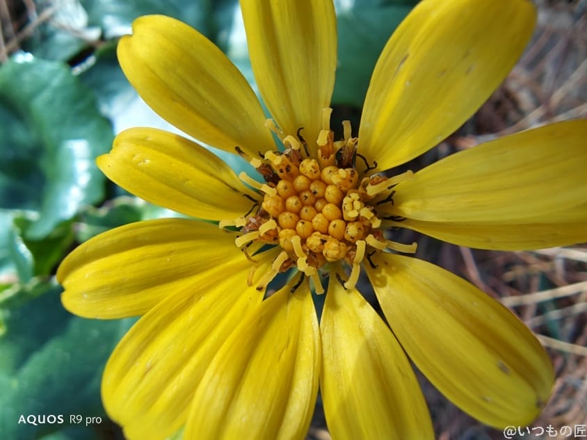 AQUOS R9 pro カメラ
AQUOS R9 proでマクロ撮影した写真