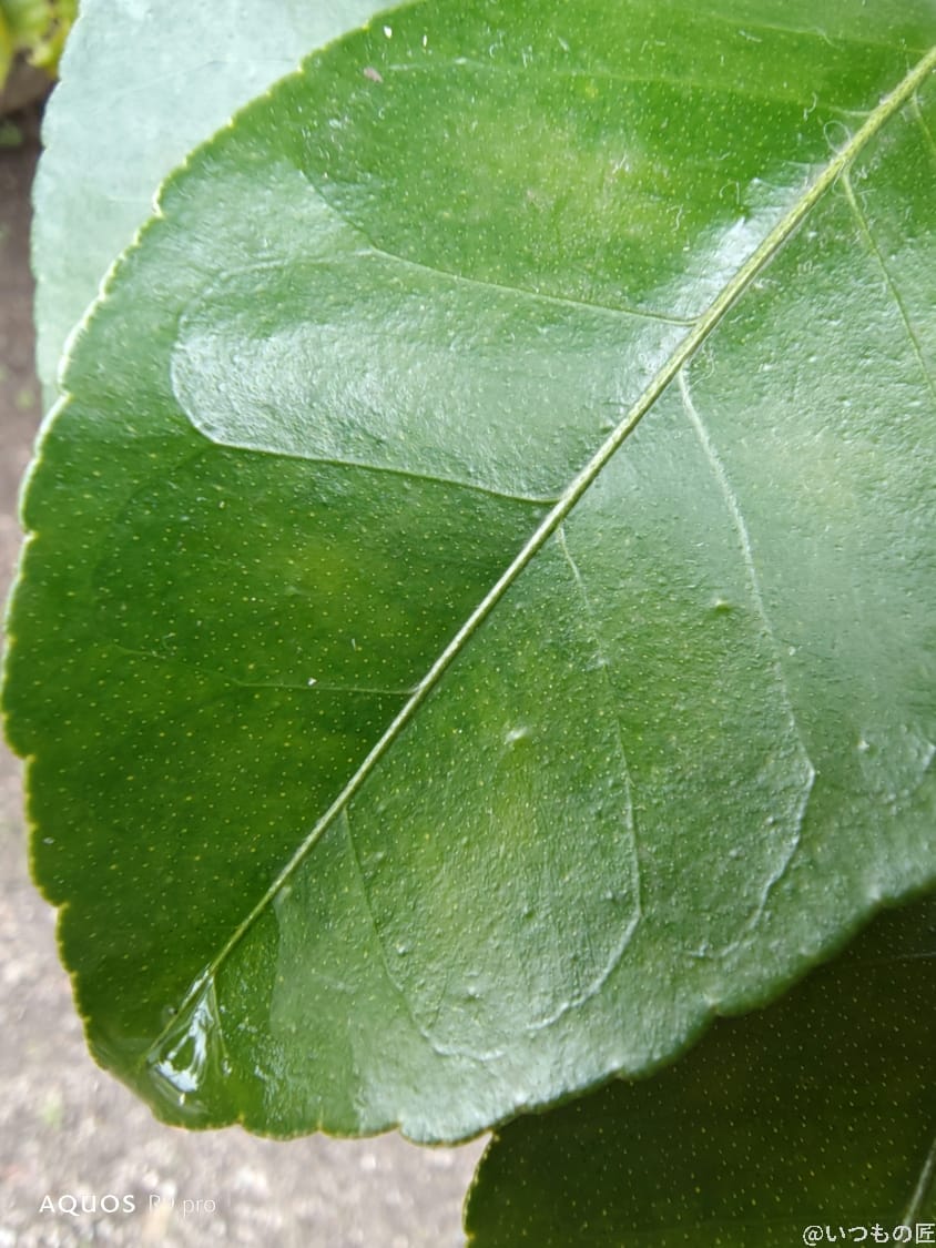 AQUOS R9 pro カメラ
AQUOS R9 proで撮影したマクロ写真