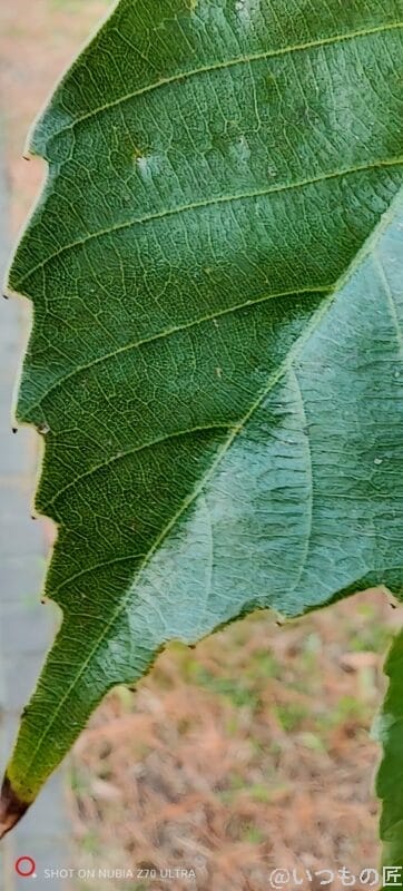 nubia Z70 Ultra カメラ 葉をマクロ撮影した風景写真