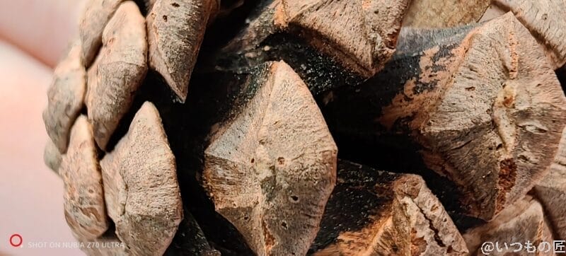 nubia Z70 Ultra カメラ 松ぼっくりをマクロ撮影した写真