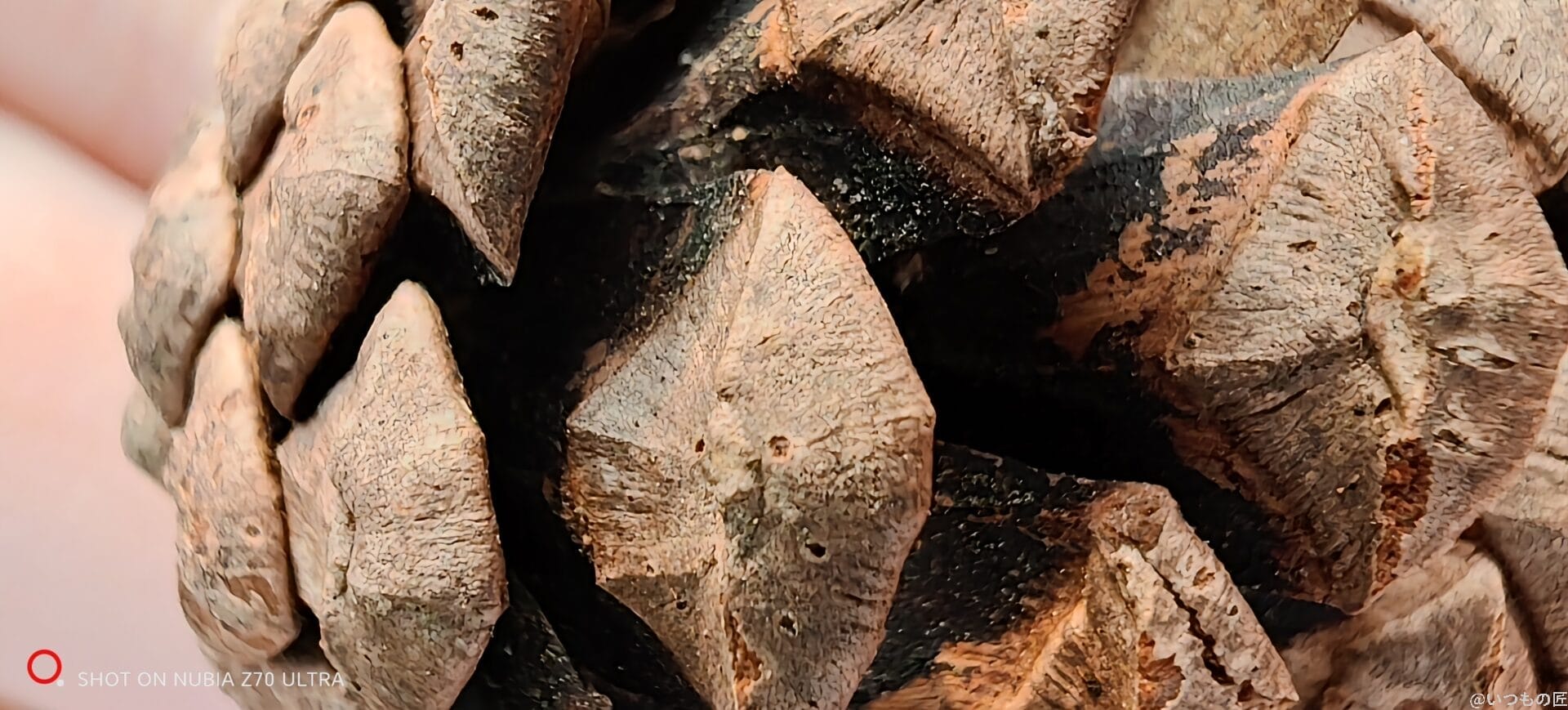 松ぼっくりをマクロ撮影した写真 | スマホを検証してみた nubia Z70 Ultra カメラ 松ぼっくりをマクロ撮影した写真