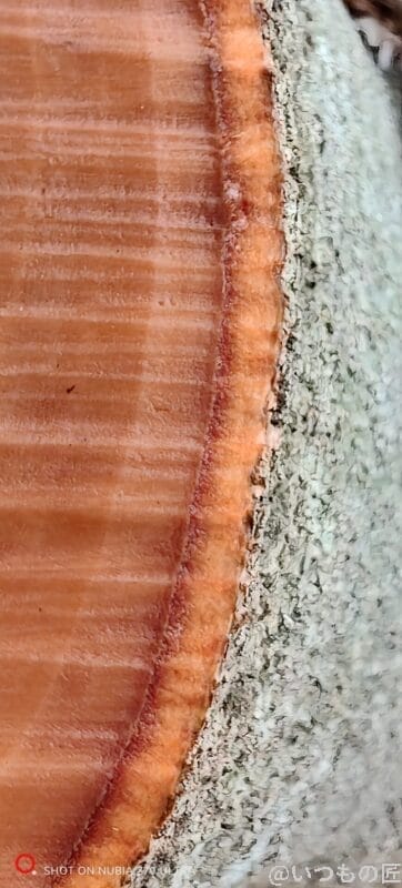 nubia Z70 Ultra カメラ 木の幹をマクロ撮影した写真