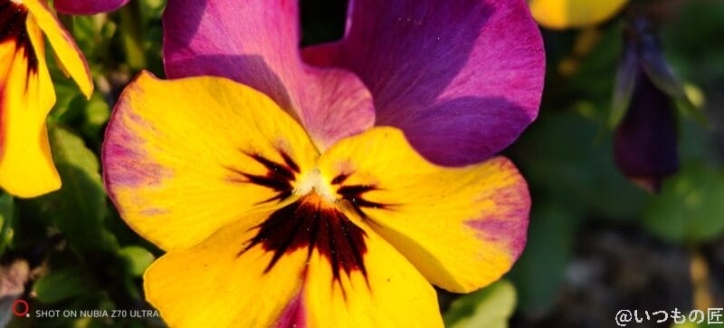 nubia Z70 Ultra カメラ テレマクロで撮影した花の写真
