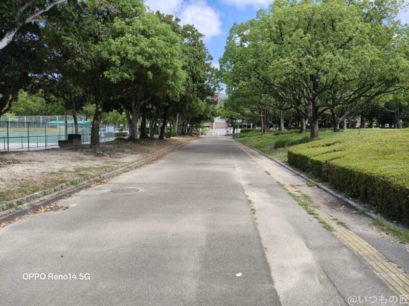 緑の木が立ち並ぶ道 | スマホを検証してみた OPPO Reno14 5G カメラ 緑の木が立ち並ぶ道