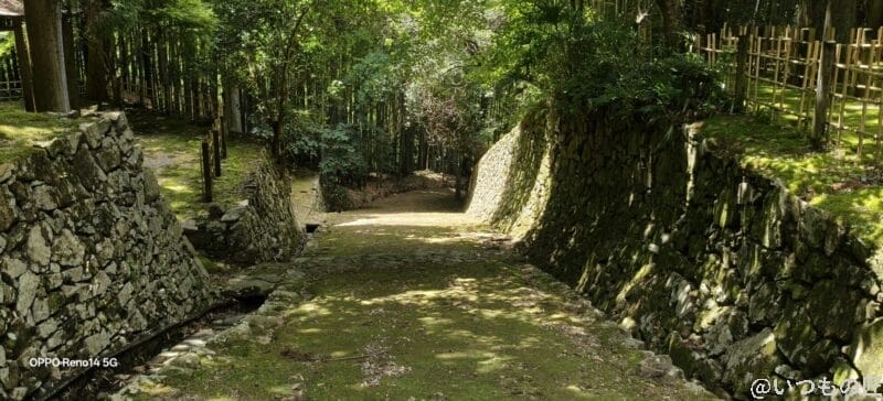 日の当たる並木道 | スマホを検証してみた OPPO Reno14 5G カメラ 日の当たる並木道