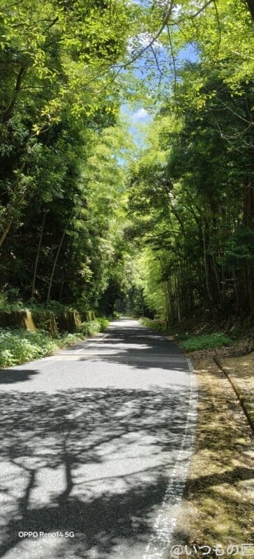 OPPO Reno14 5G カメラ 緑の木が立ち並ぶ遊歩道を捉えた一枚