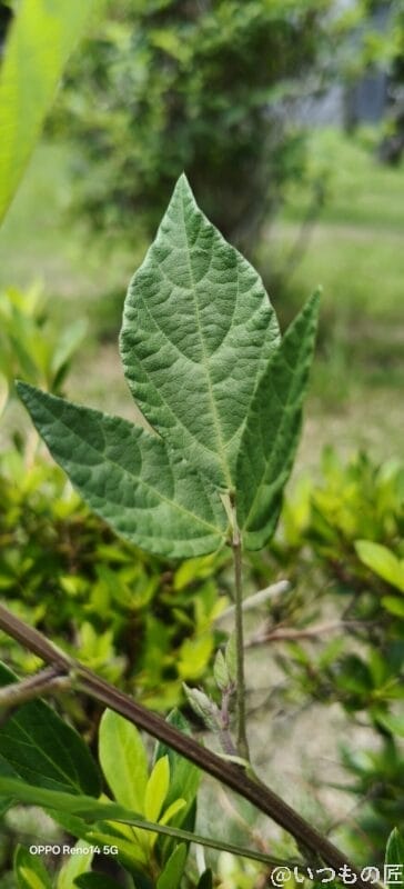 小さな葉の葉脈 | スマホを検証してみた OPPO Reno14 5G カメラ 小さな葉の葉脈