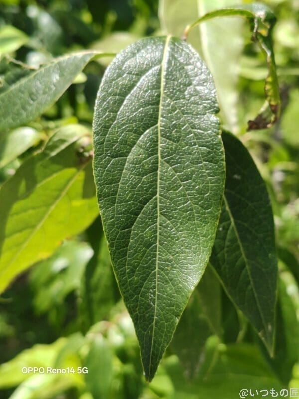 小さな葉の葉脈 | スマホを検証してみた OPPO Reno14 5G カメラ 小さな葉の葉脈