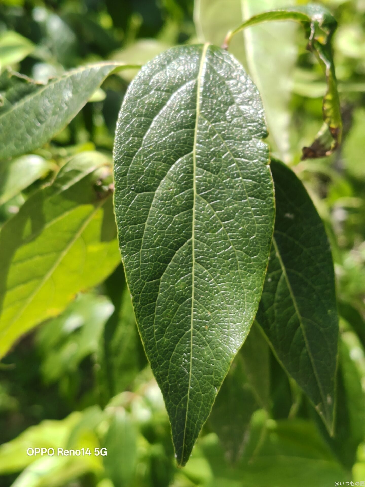 小さな葉の葉脈 | スマホを検証してみた OPPO Reno14 5G カメラ 小さな葉の葉脈