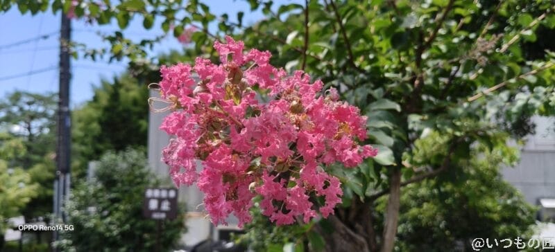 OPPO Reno14 5G カメラ 道端に咲く小さなピンク色の花