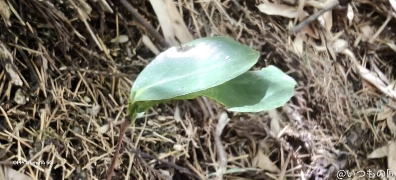 マクロ撮影で小さな緑の葉を接写した様子 | スマホを検証してみた OPPO Reno14 5G カメラ マクロ撮影で小さな緑の葉を接写した様子